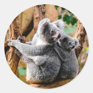 Cute Koala Beren Ronde Sticker