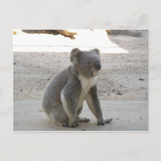 Cute Koala Briefkaart