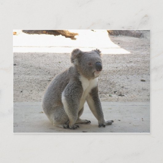 Cute Koala Briefkaart (Voorkant)