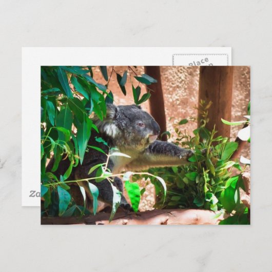 Cute Koala Briefkaart (Voorkant / Achterkant)