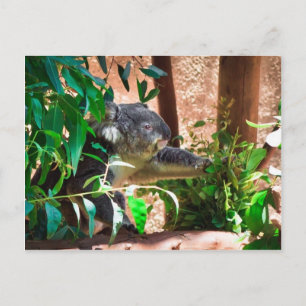 Cute Koala Briefkaart