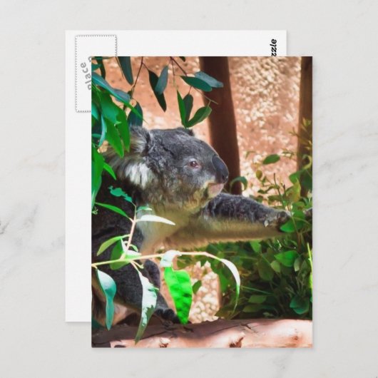 Cute Koala Briefkaart (Voorkant / Achterkant)