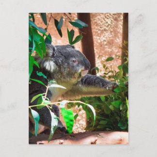 Cute Koala Briefkaart