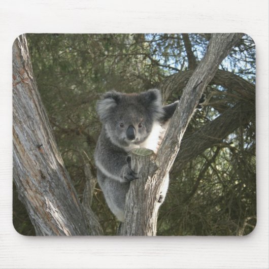Cute Koala Climbing a Tree Photo Muismat (Voorkant)