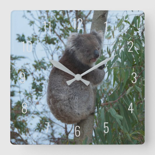 Cute Koala Climbing in a Tree Australia Square Wal Vierkante Klok (Voorkant)