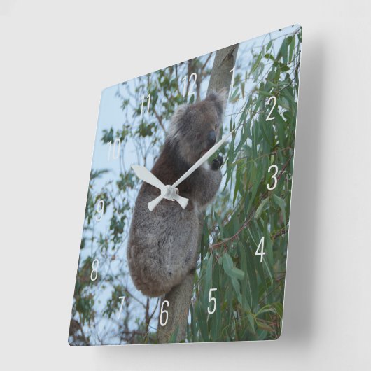 Cute Koala Climbing in a Tree Australia Square Wal Vierkante Klok (Hoek)