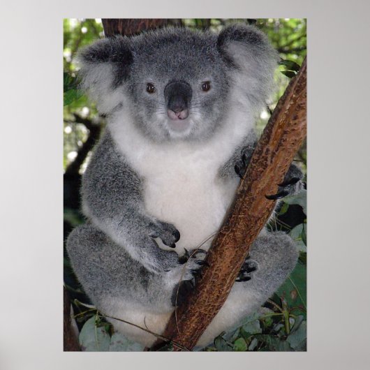 Cute Koala Destiny Zazzle Aussi Outback Poster (Voorkant)