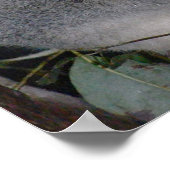 Cute Koala Destiny Zazzle Aussi Outback Poster (Hoek)