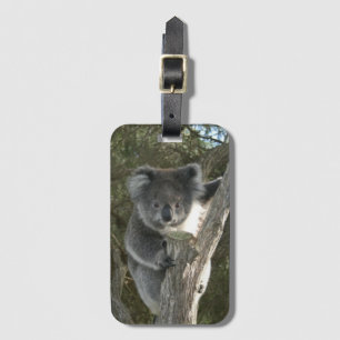 Cute Koala die een Bagagelabel van de boom beklimt