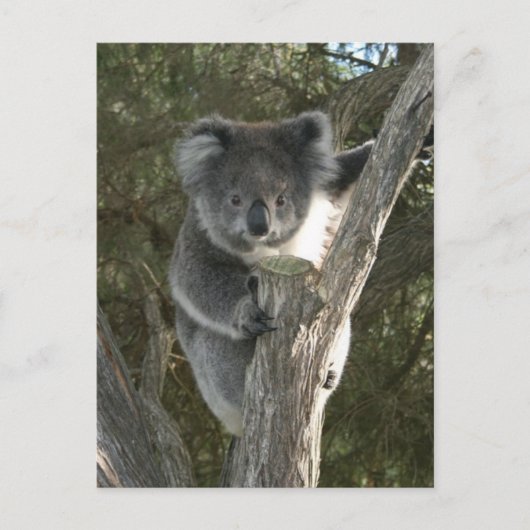 Cute Koala die een boom beklimt Briefkaart (Voorkant)