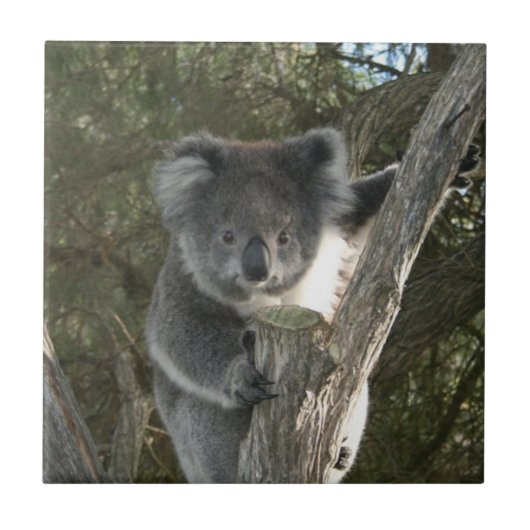 Cute Koala die een boom beklimt Tegeltje (Voorkant)