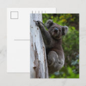 Cute Koala die een Briefkaart van Australië beklim (Voorkant / Achterkant)