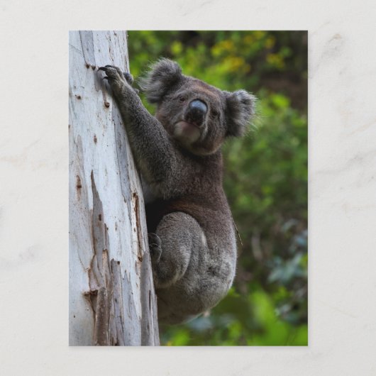 Cute Koala die een Briefkaart van Australië beklim (Voorkant)