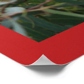 Cute Koala Eating Candy Cane Poster (Hoek)