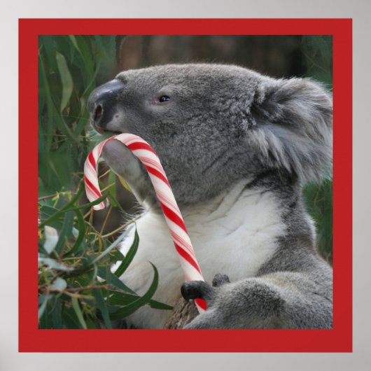 Cute Koala Eating Candy Cane Poster (Voorkant)
