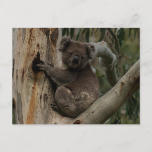 Cute Koala in een boom Australië Briefkaart