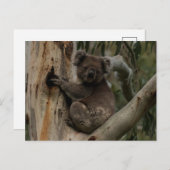 Cute Koala in een boom Australië Briefkaart (Voorkant / Achterkant)