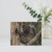 Cute Koala in een boom Australië Briefkaart (Staand voorkant)