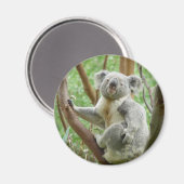 Cute Koala Magneet (Voorkant / Achterkant)