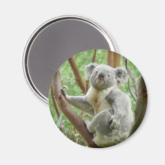 Cute Koala Magneet (Voorkant / Achterkant)