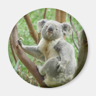 Cute Koala Magneet