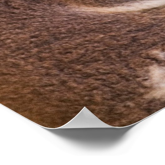 Cute Koala Poster (Hoek)