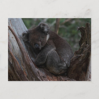Cute Koala sleeping in a tree Australia Briefkaart