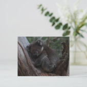 Cute Koala sleeping in a tree Australia Briefkaart (Staand voorkant)