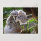 Cute Koalas Briefkaart (Voorkant)
