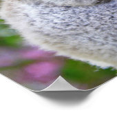 Cute Koalas Poster (Hoek)