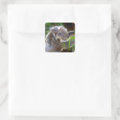 Cute Koalas Vierkante Sticker (Tas)