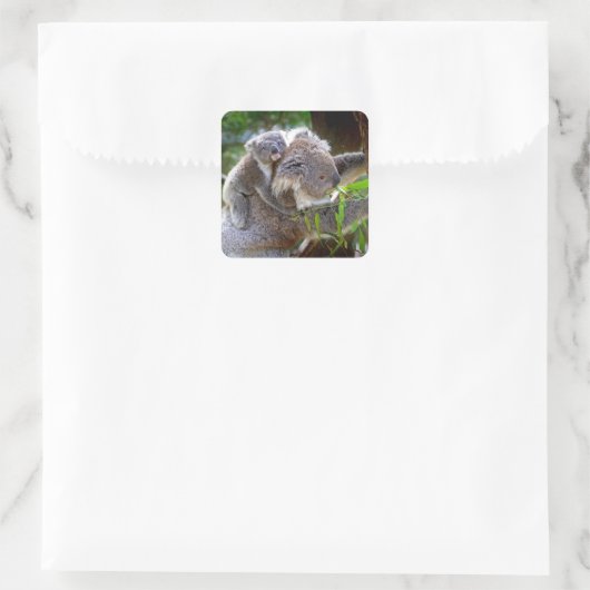 Cute Koalas Vierkante Sticker (Tas)