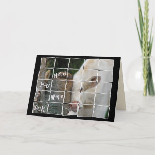 Cute koe for Get Well Kaart