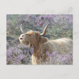 Cute Koe in het Heathland DIY-Briefkaart Briefkaart