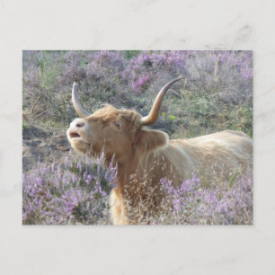 Cute Koe in het Heathland DIY-Briefkaart Briefkaart
