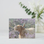 Cute Koe in het Heathland DIY-Briefkaart Briefkaart (Staand voorkant)