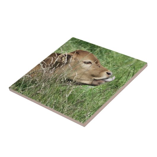 CUTE KOE TEGELTJE (Zijkant)