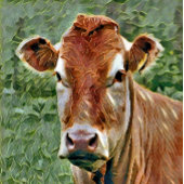 CUTE KOE VIERKANTE BUTTON 5,1 CM