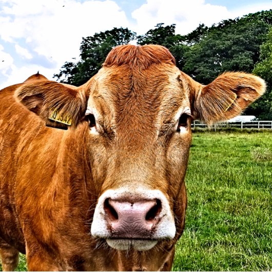 CUTE KOE VIERKANTE STICKER