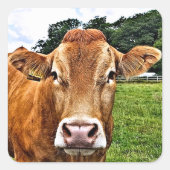 CUTE KOE VIERKANTE STICKER (Voorkant)