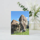 Cute koeien in Oostenrijk Briefkaart (Staand voorkant)