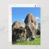 Cute koeien in Oostenrijk Briefkaart (Voorkant / Achterkant)