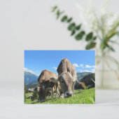 Cute koeien in Oostenrijk Briefkaart (Staand voorkant)