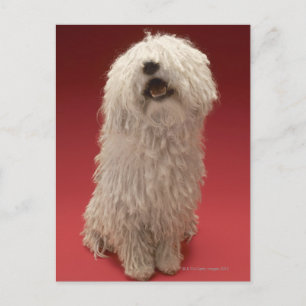 Cute Komondor Dog Briefkaart