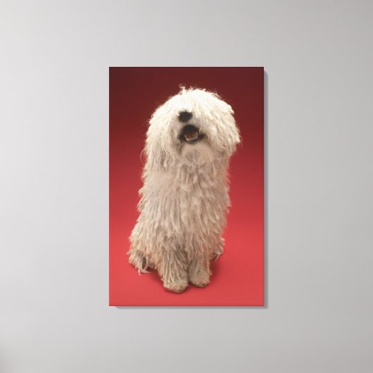 Cute Komondor Dog Canvas Afdruk (Voorkant)
