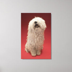 Cute Komondor Dog Canvas Afdruk