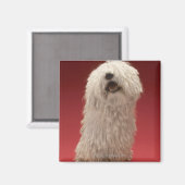 Cute Komondor Dog Magneet (Voorkant / Achterkant)