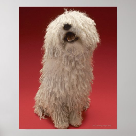Cute Komondor Dog Poster (Voorkant)