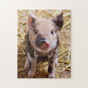 Cute KuneKune Piglet Legpuzzel