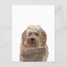 Cute Labradoodle Dog